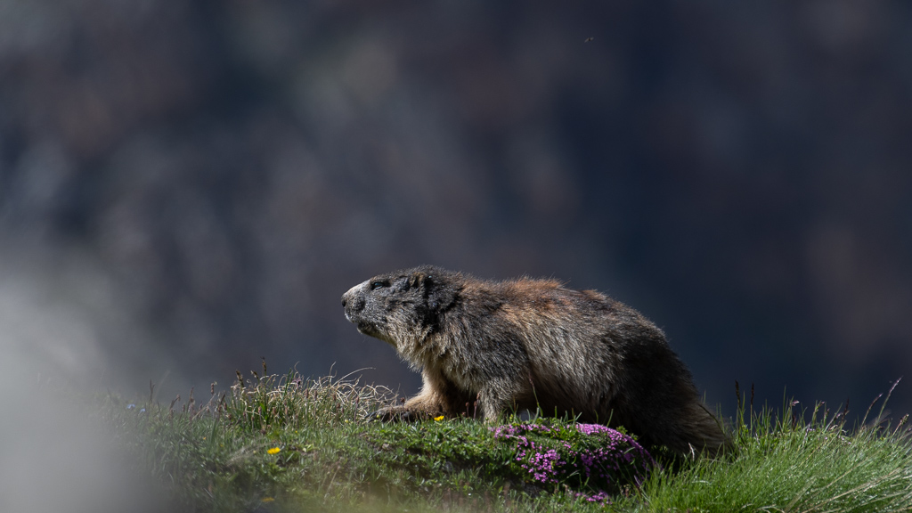Marmotte1.jpg
