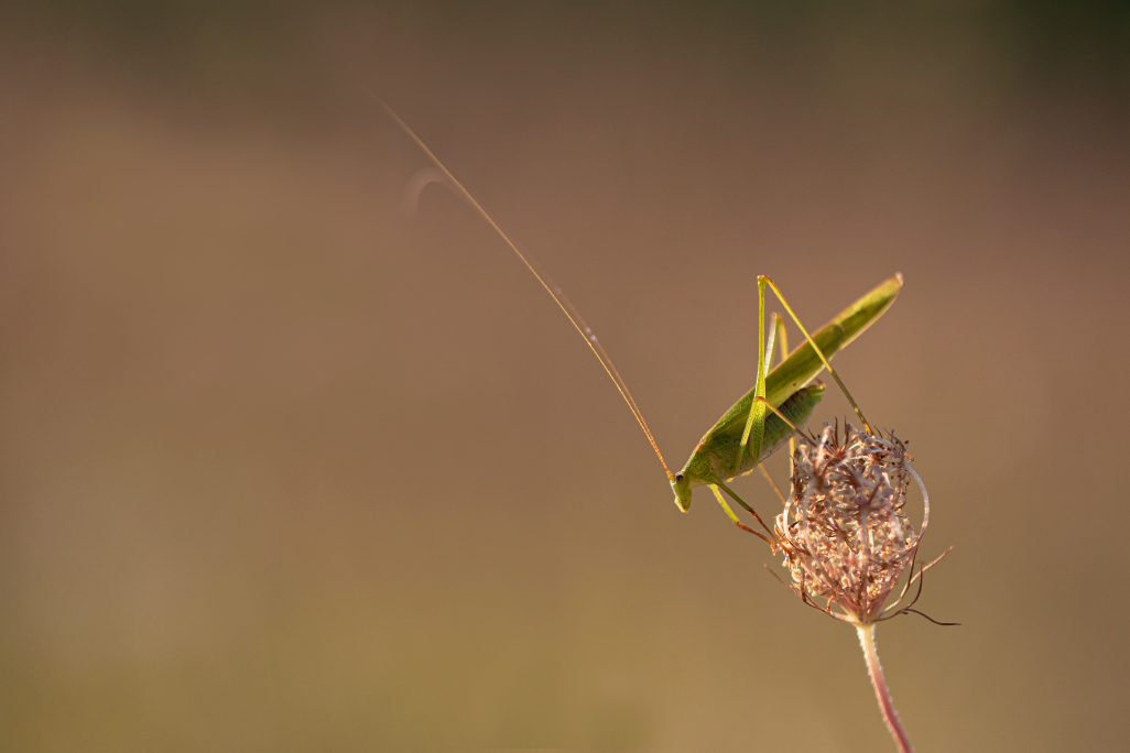 Phaneroptera sp.jpg