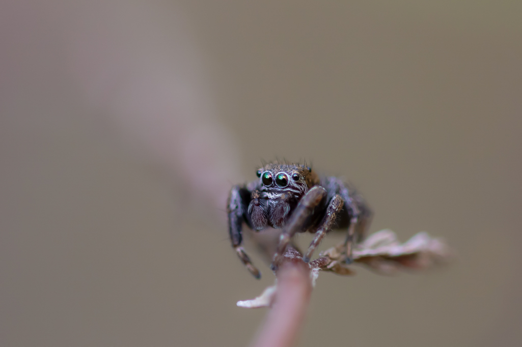 salticidae Dordogne.jpg