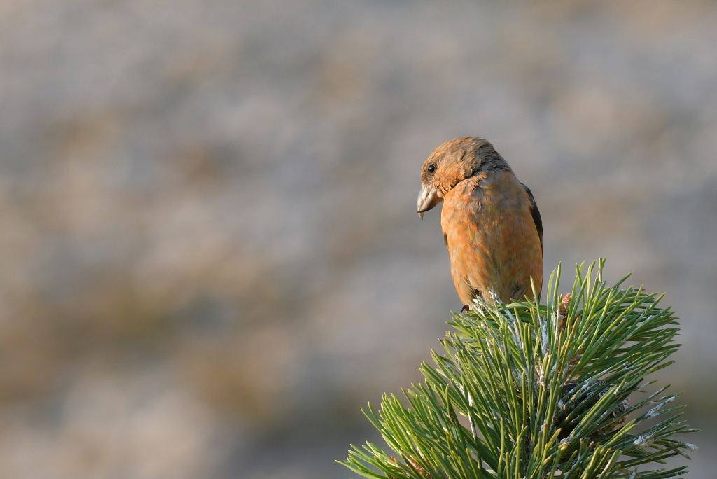 DSC_4402.JPG