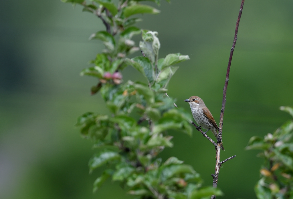 DS5_6537.jpg