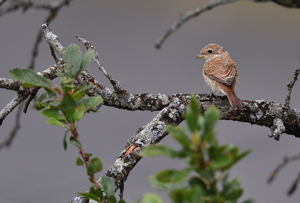 DS5_8265.jpg