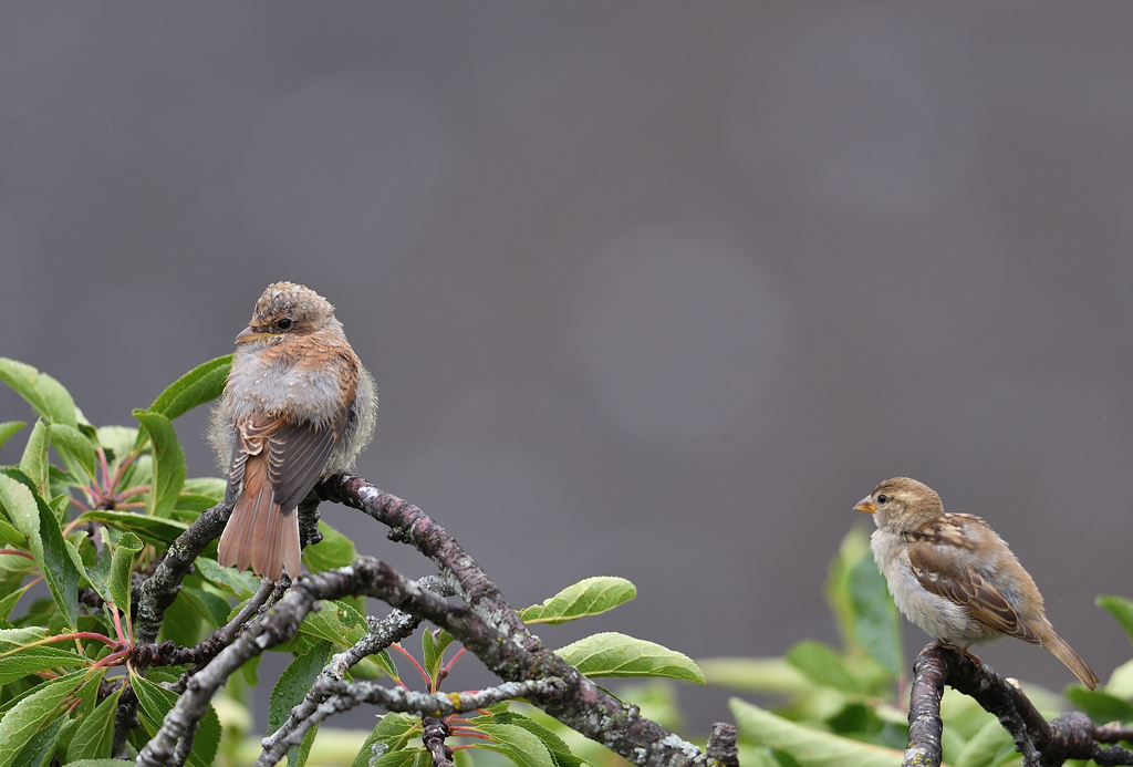 DS5_8293.jpg