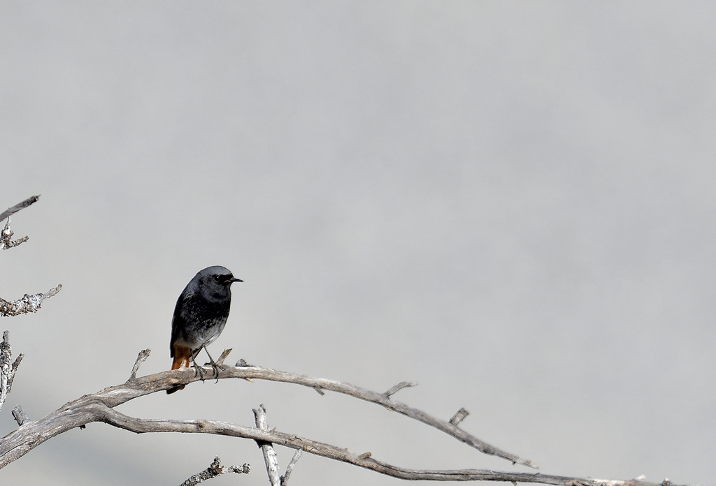 DSC_6694.jpg