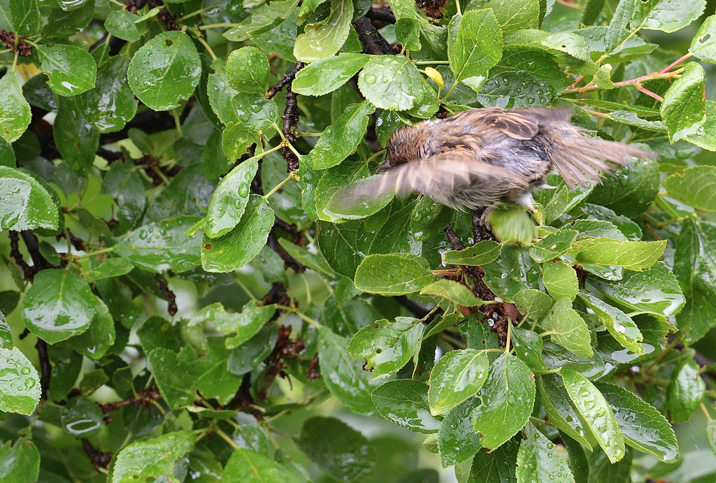 DSC_7961.jpg