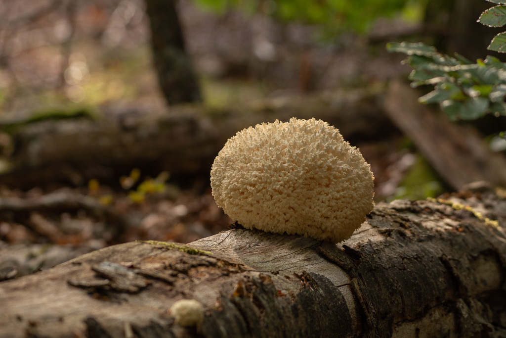 Champignons coraux.jpg