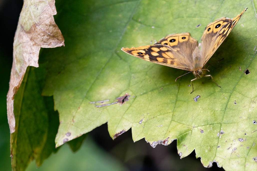 DSC_2085_DxO.jpg