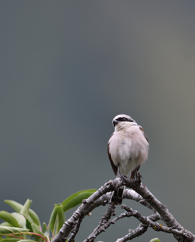 DS5_8237.jpg