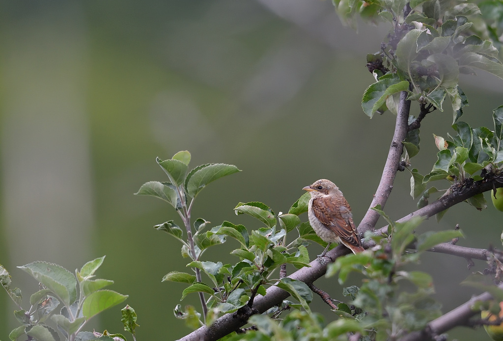 DS5_8255.jpg