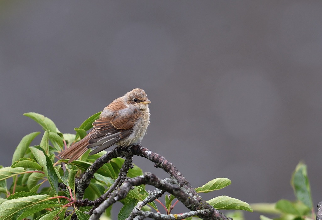 DS5_8281.jpg