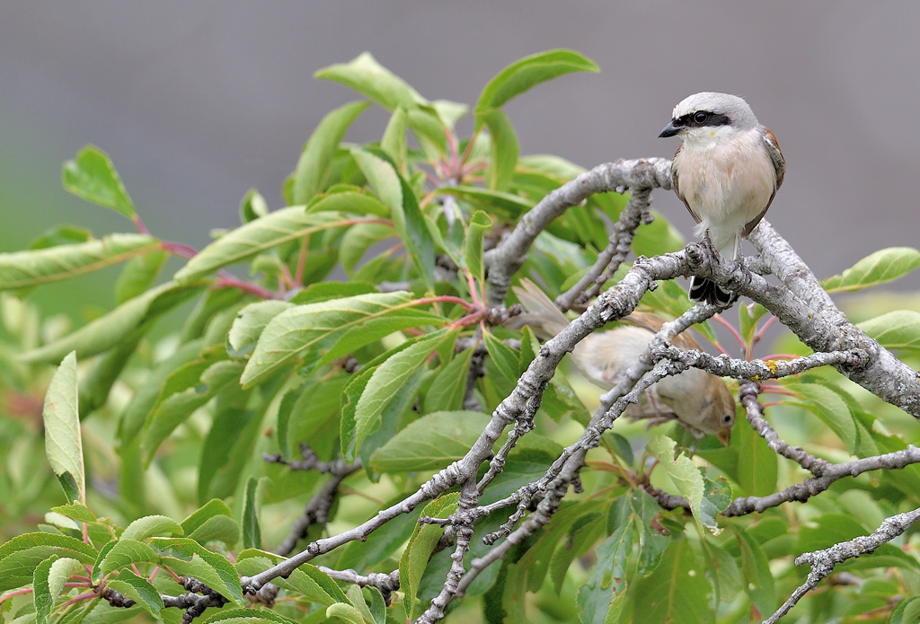 DS5_8384.jpg