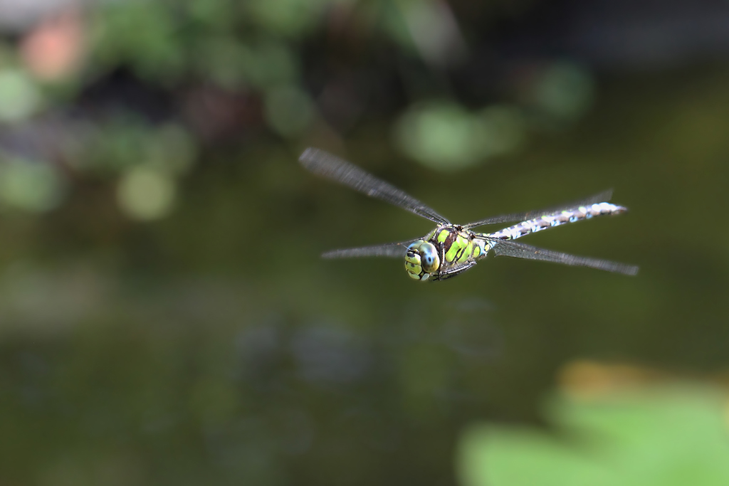 IMG_6561 IN.jpg