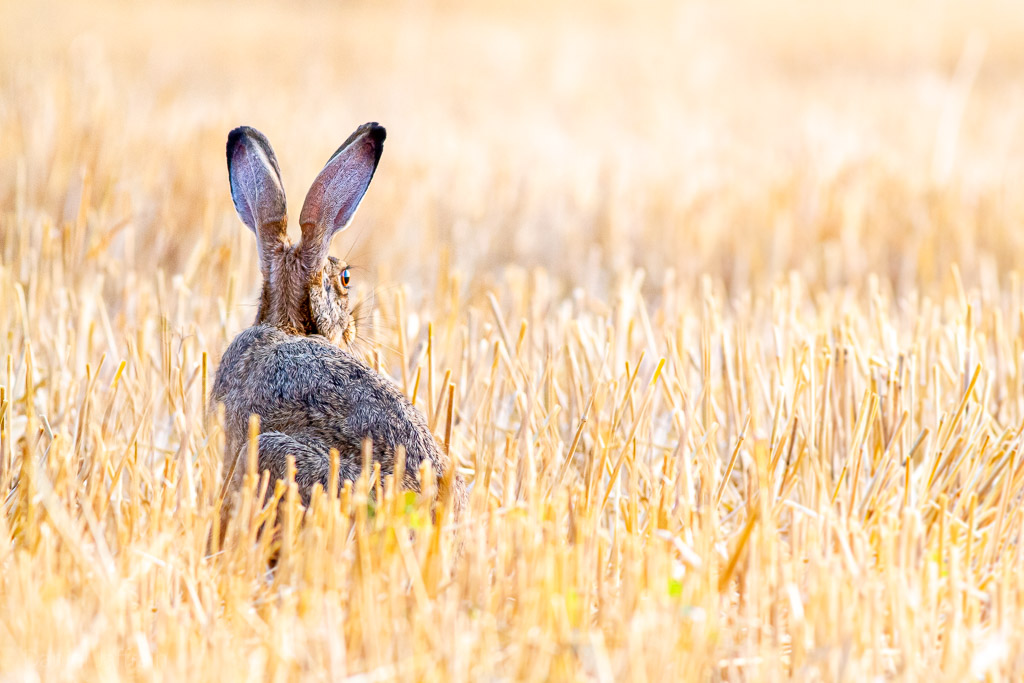 Image et Nature-1-69.jpg