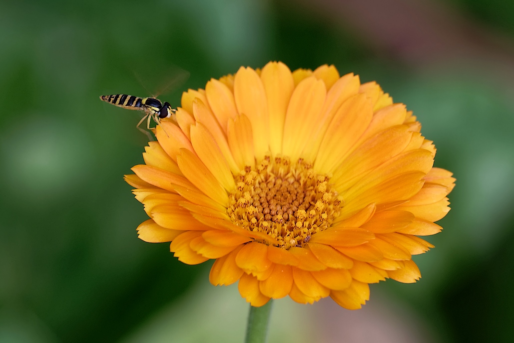DSC_2140_DxO.jpg