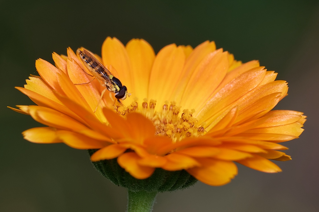 DSC_2144_DxO.jpg