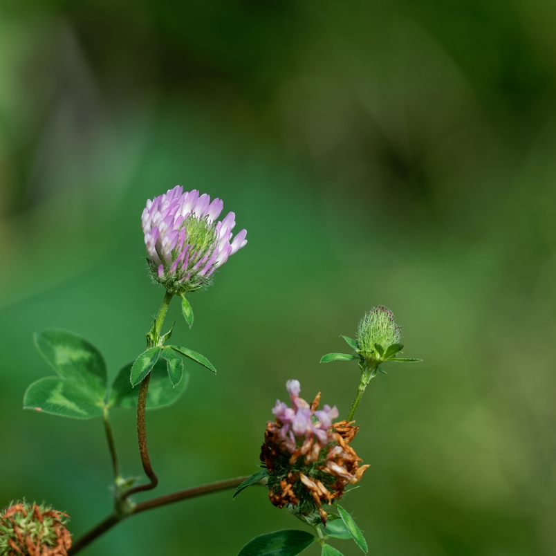 DSC_2150_DxO.jpg