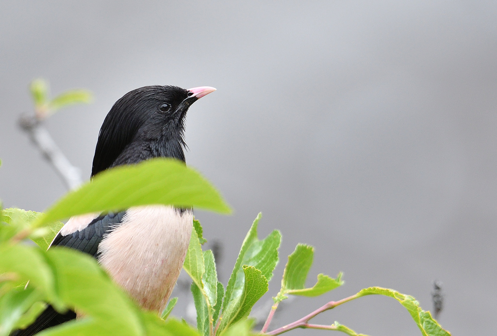 DSC_7932.jpg