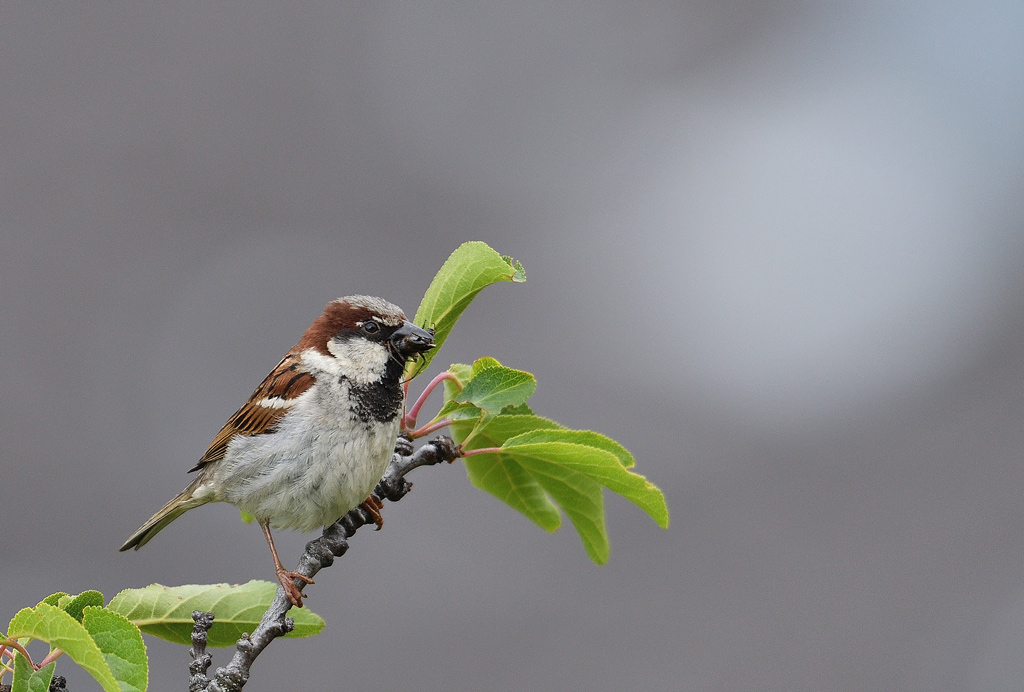 DSC_7968.jpg