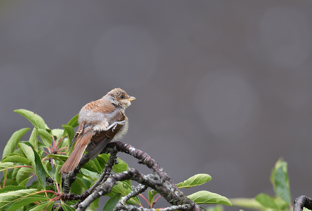DS5_8298.jpg