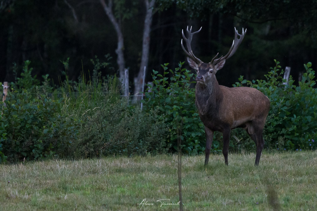 Cerf 14 cors (I&N).jpg