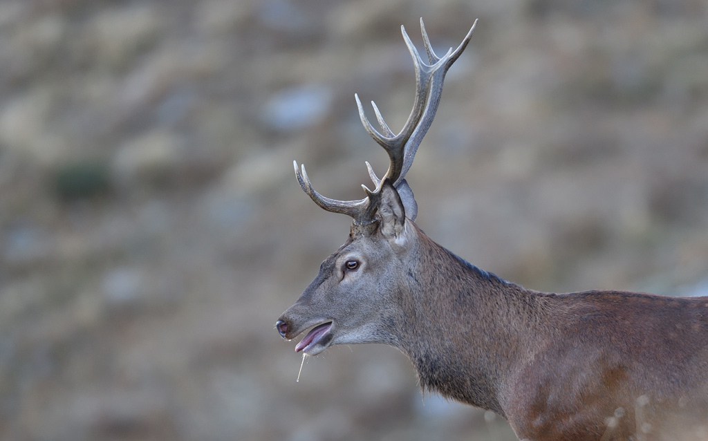 -DS5_4994.jpg
