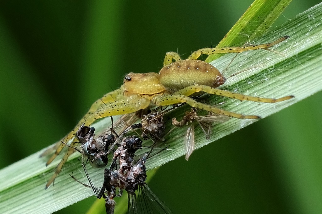 IMG_2987XS2 Dolomedes sp.jpg