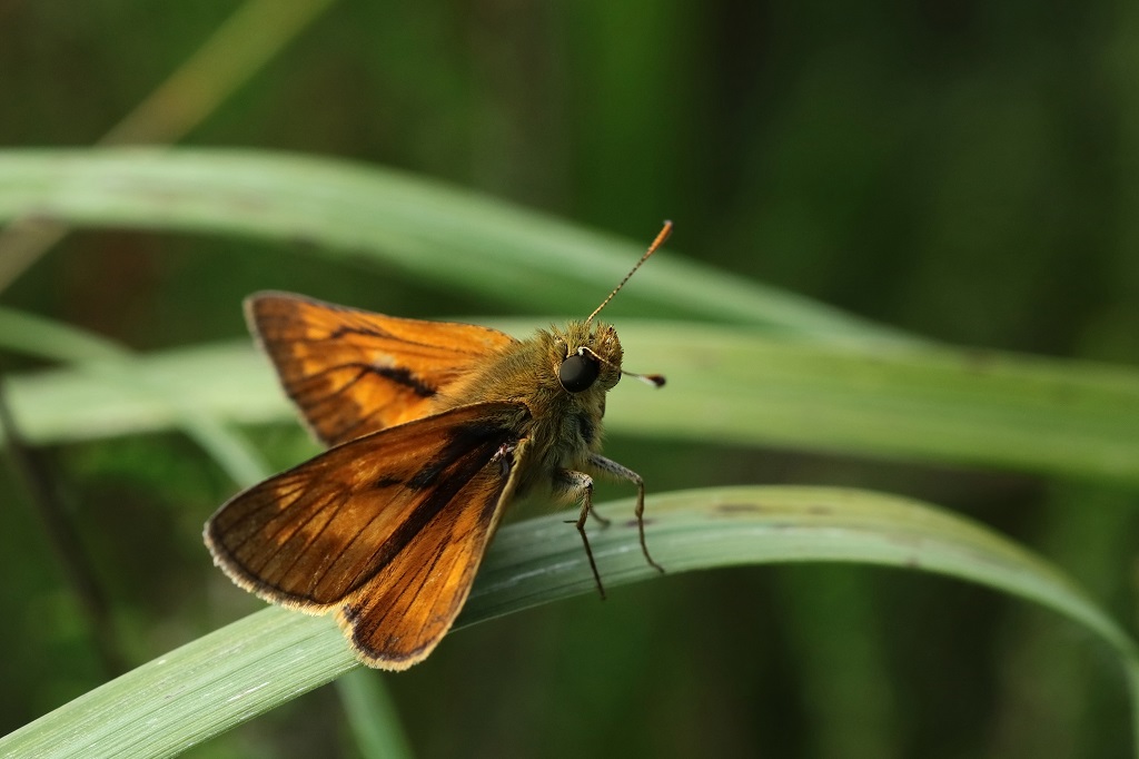 IMG_3174XS Sylvaine Ochlodes sylvanus.jpg