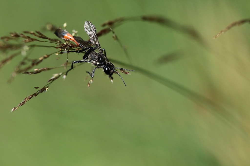 IMG_3293XS Ammophila sabulosa A des sables.jpg
