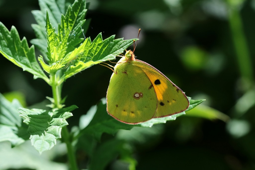 IMG_4468XS Colias crocea Souci.jpg