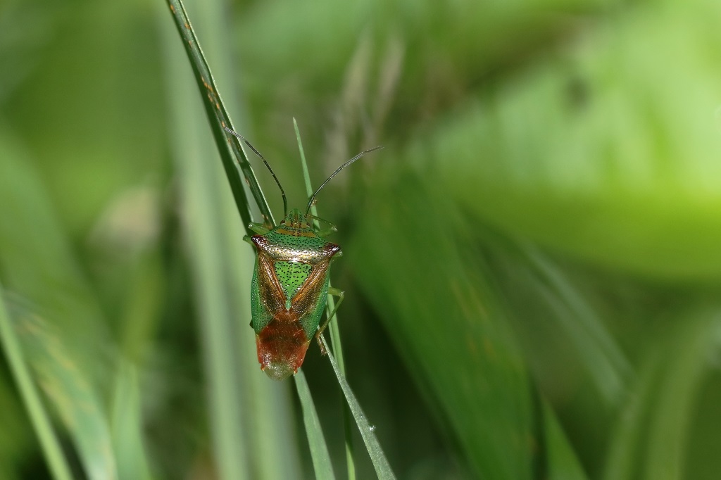 IMG_4640XS Acanthosoma sp.jpg