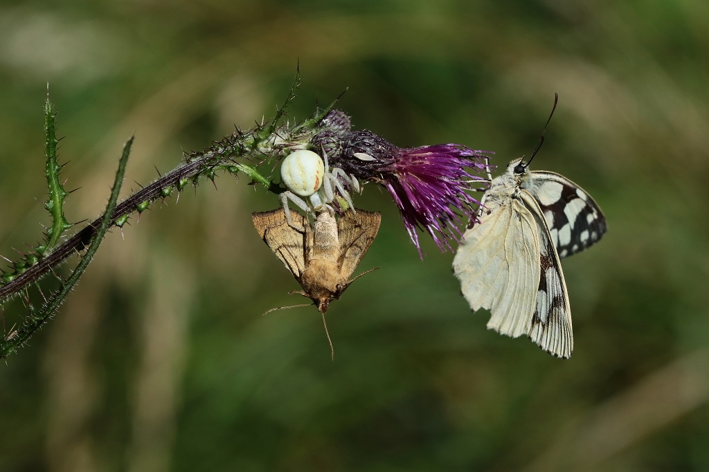 IMG_4764XS Misumena vatia.jpg