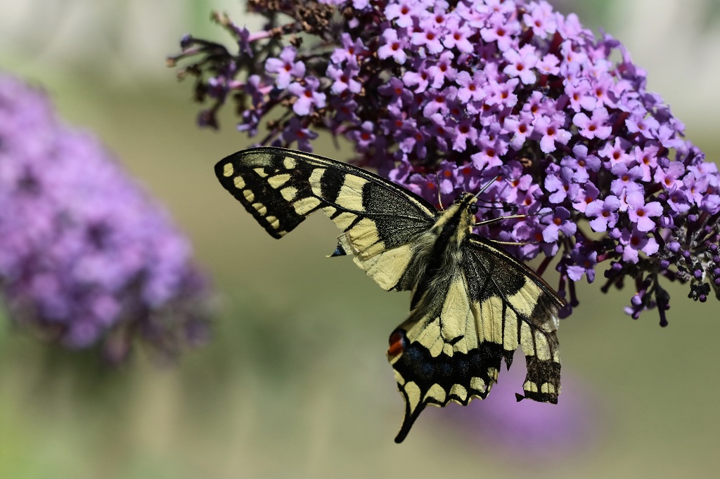 IMG_5713XS Machaon papilio machaon.jpg