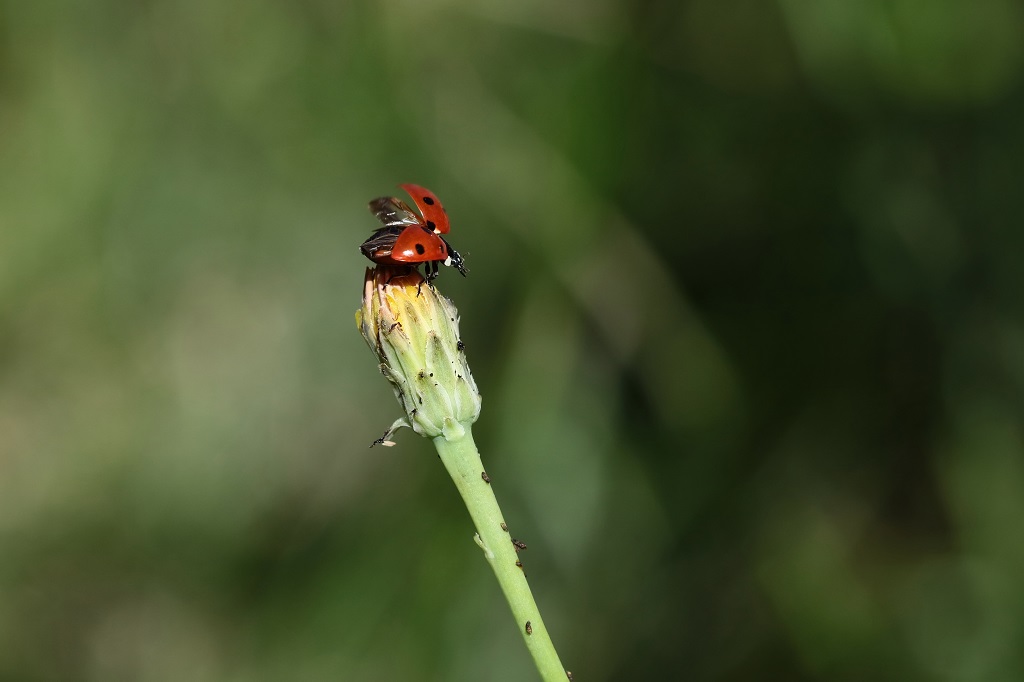 IMG_6299XS Coccinella septempunctata.jpg