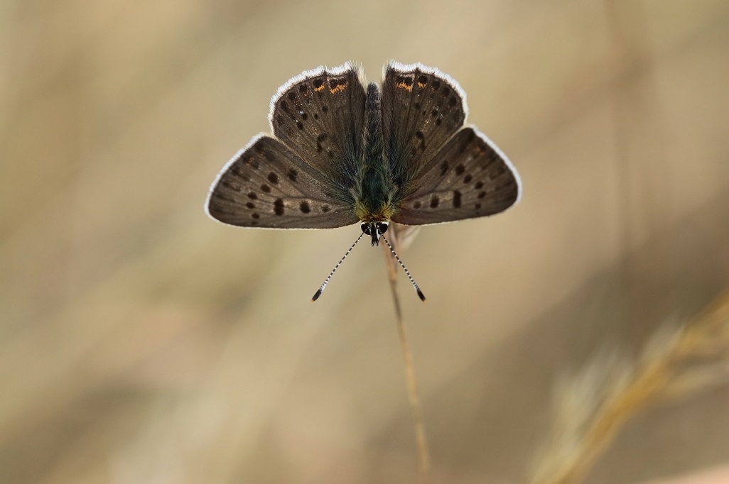 IMG_6667XS Lycaena tityrus♂.jpg