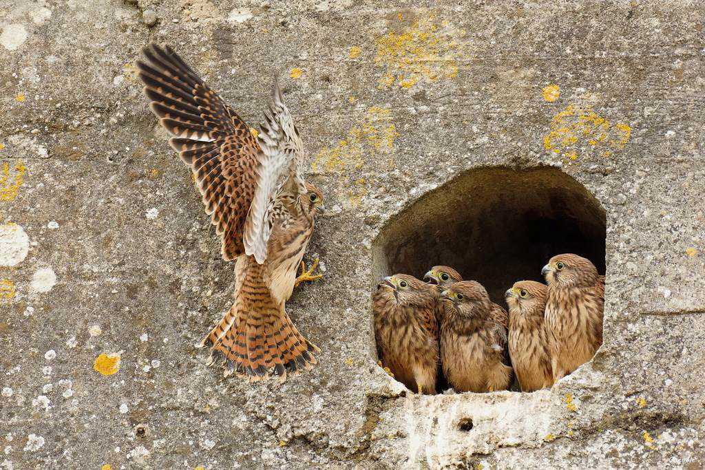 Une bien jolie famille_DxO 1024  .jpg