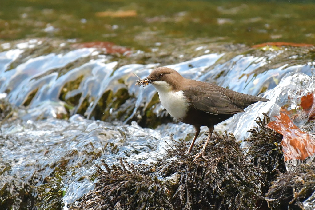 DSC_5884.JPG