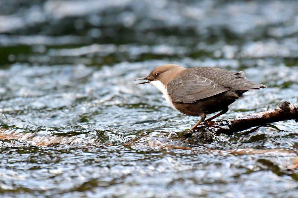 DSC_5902.JPG