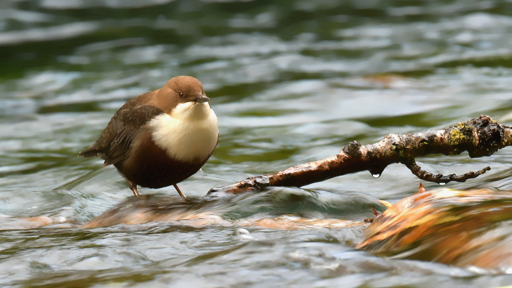 DSC_5957.JPG