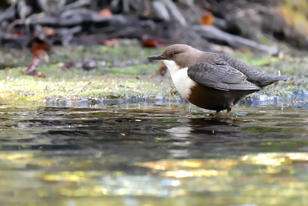DSC_6179.JPG