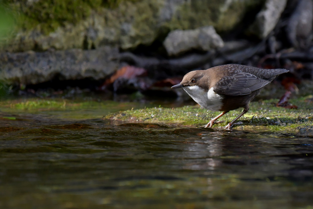 DSC_6188.JPG