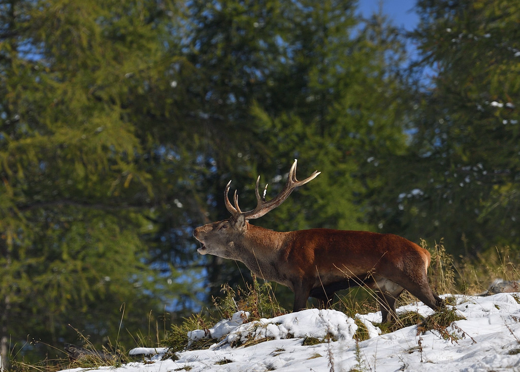 DS5_1310.jpg