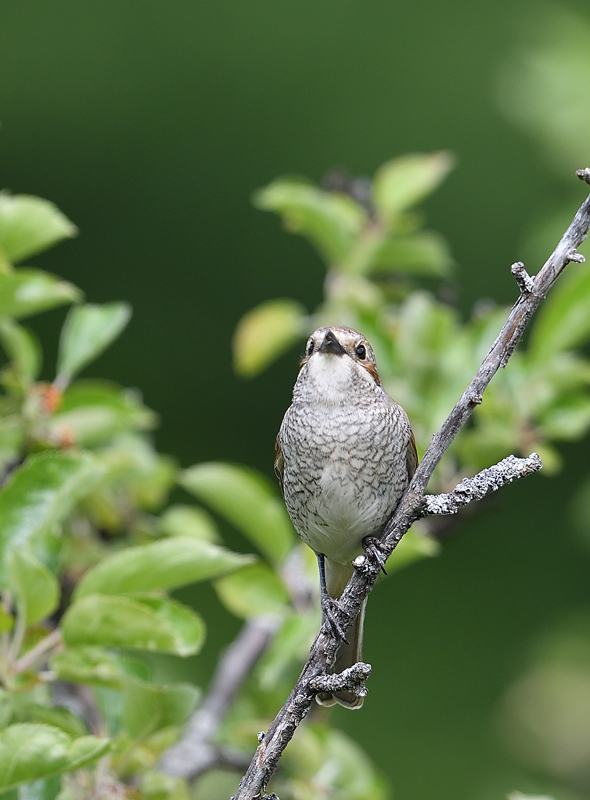 DS5_6502.jpg