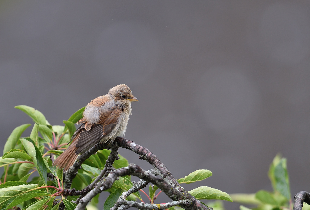 DS5_8296.jpg
