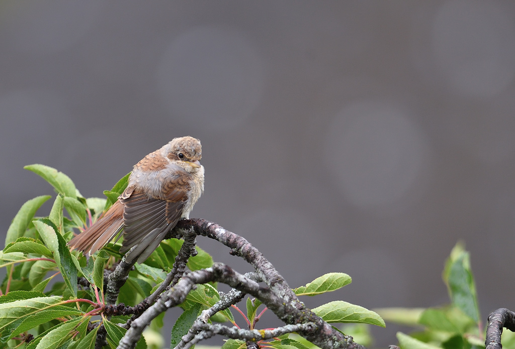 DS5_8311.jpg