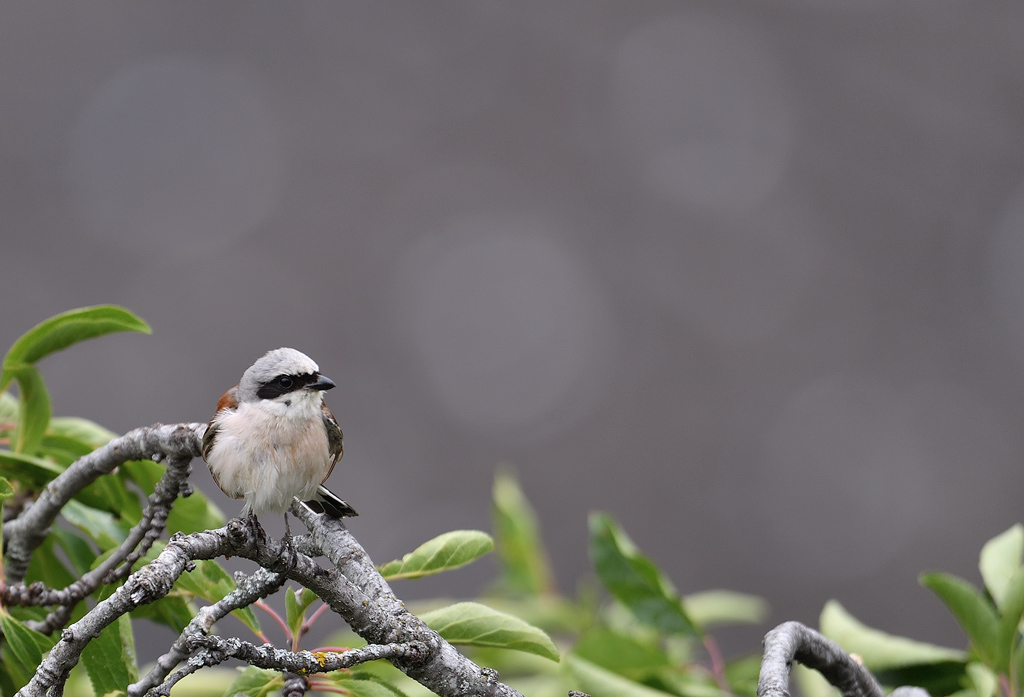 DS5_8372.jpg