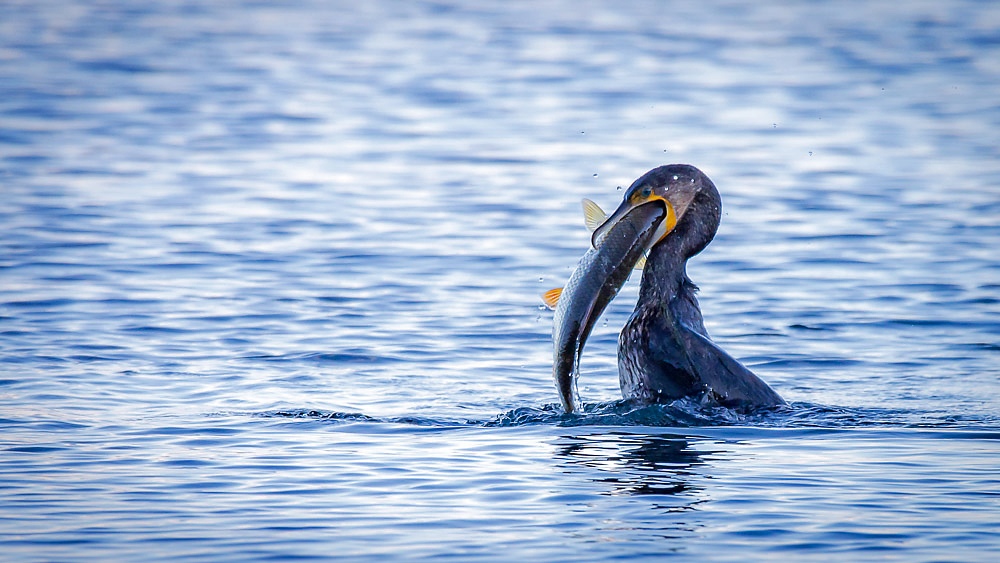 IMG_1449_DxO.jpg