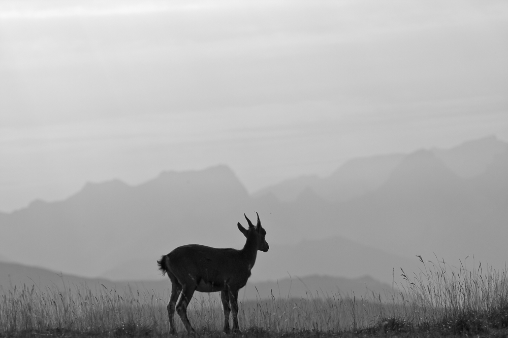_MG_4792.jpg