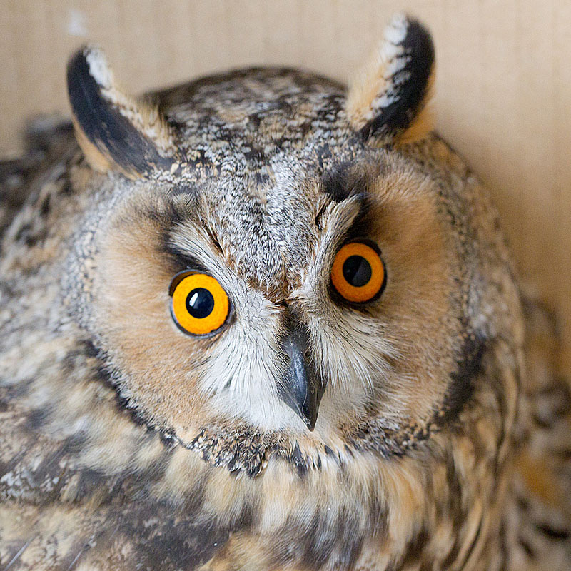 Hibou moyen-duc 3 J Rivière.jpg