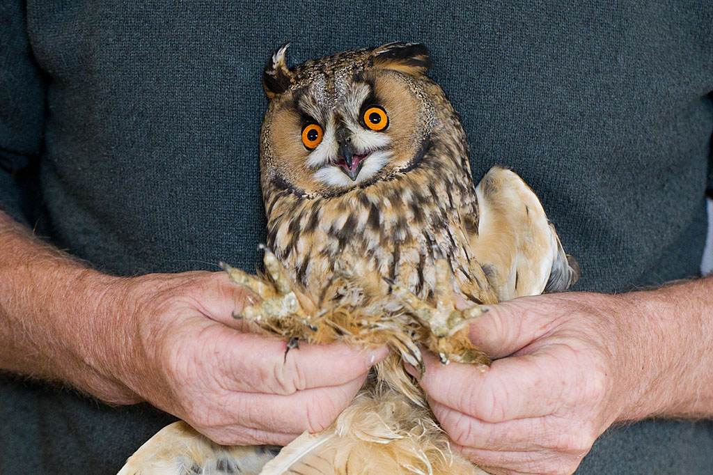 Hibou moyen-duc 7 J Rivière IN.jpg