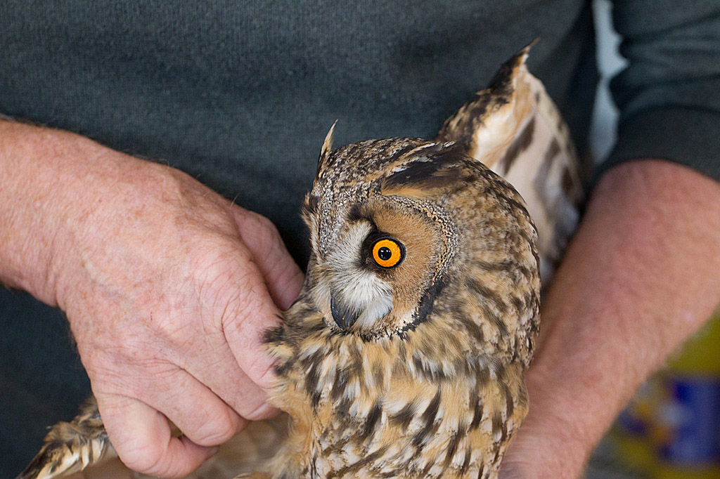 Hibou moyen-duc 4 J Rivière IN.jpg